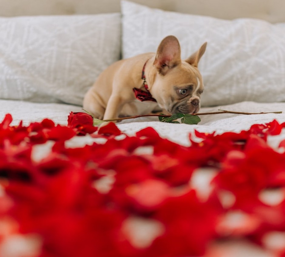 pes na posteli vystlane loupeni ruzi