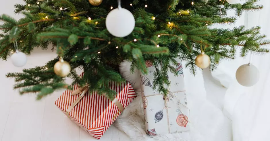 Živý vánoční stromeček – výhody, nevýhody a péče o něj
