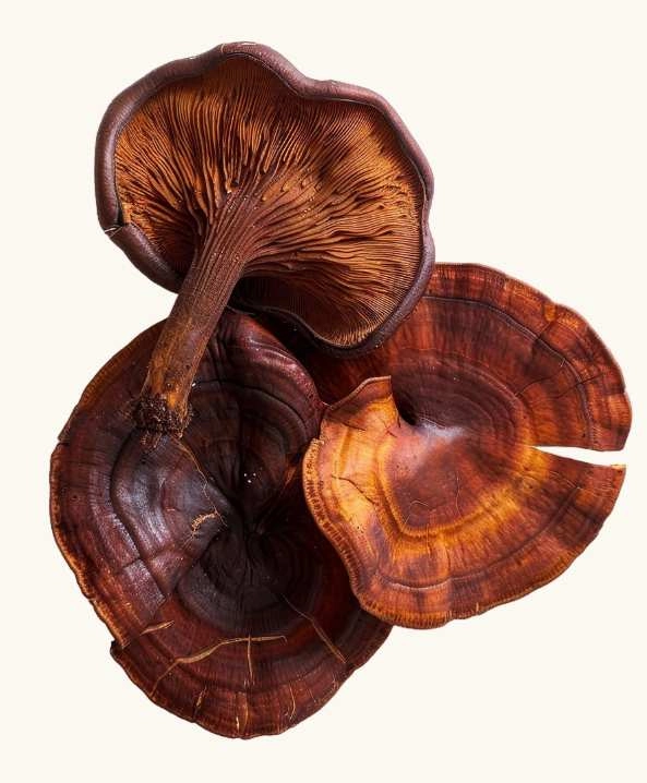 tři hnědé dřevokazné huby