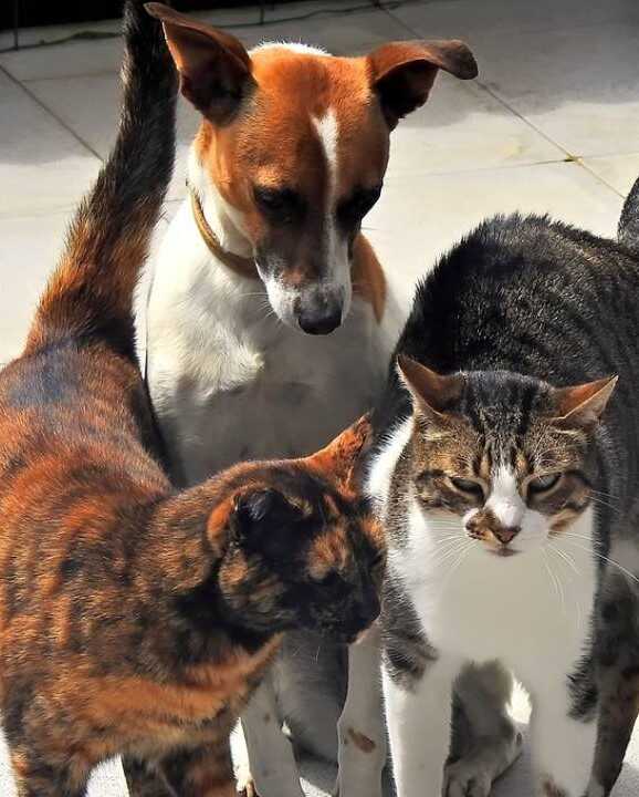 Krmeni.cz - pes a kočky