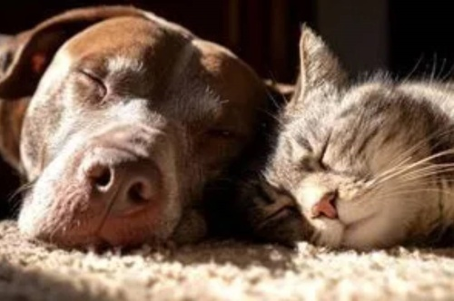 pes a kočka spící na rohožce