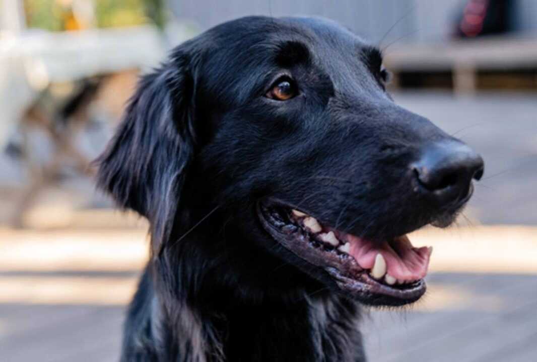 Petissimo - vše pro psy