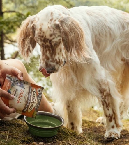 pes před miskou, do které se mu sypou granule