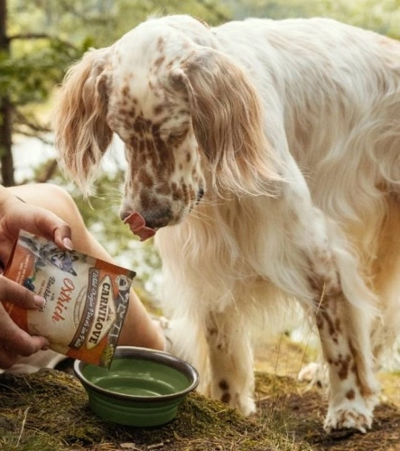 pes před miskou, do které se mu sypou granule