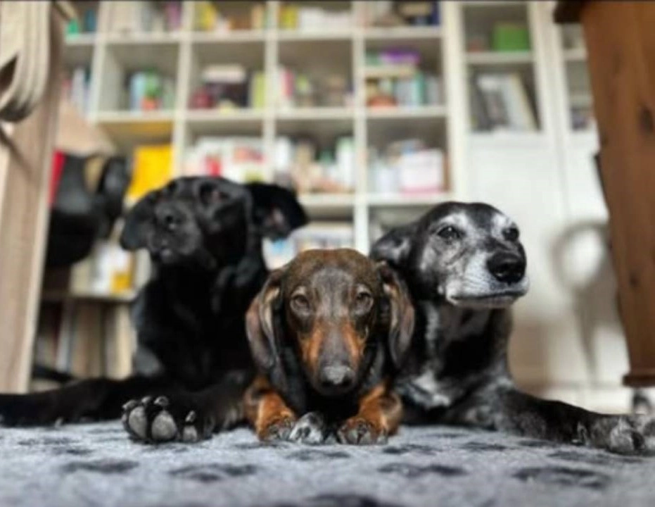 tři psi ležící na koberci před knihovnou