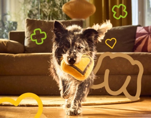 pes s hračkou před sedačkou v obýváku