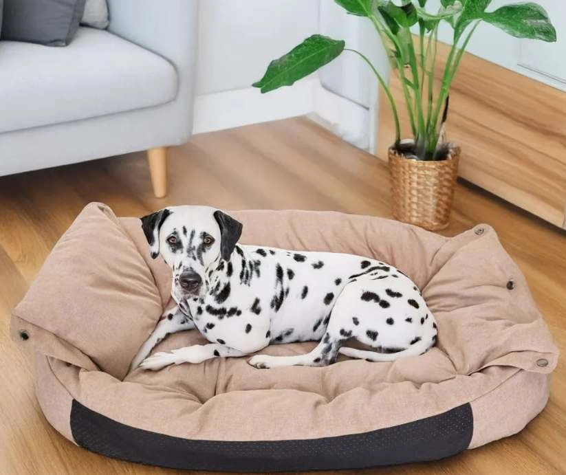 dalmatin v pelíšku béžové barvy