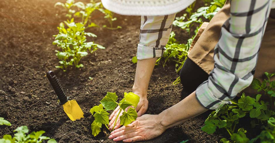 muz-sazici-rostliny-do-zeme