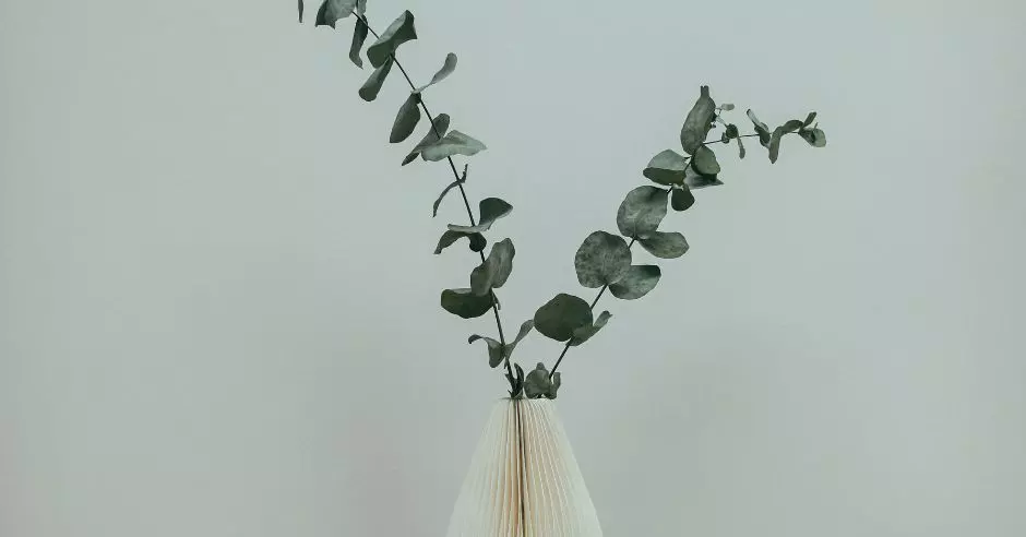 eukaliptus-vaza
